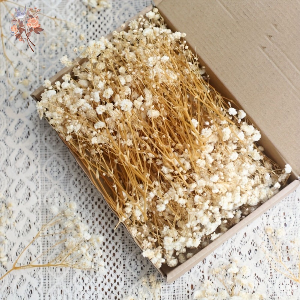 100pcs Mini Dried Baby's Breat - Embellish Craft incelemesi ve fiyatı